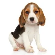 gr puppy beagle