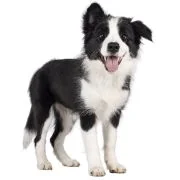 gr puppy border collie