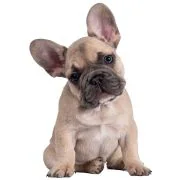 gr puppy francia bulldog
