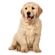 gr puppy golden retriever