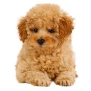 gr puppy uszkar