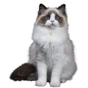 gr ragdoll
