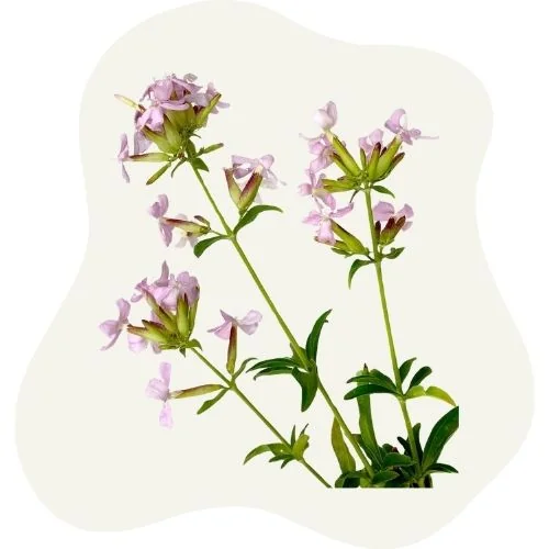 gr soapwort