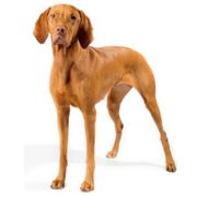 gr vizsla