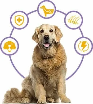 gr wellness complete health dog 2