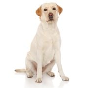labrador 1
